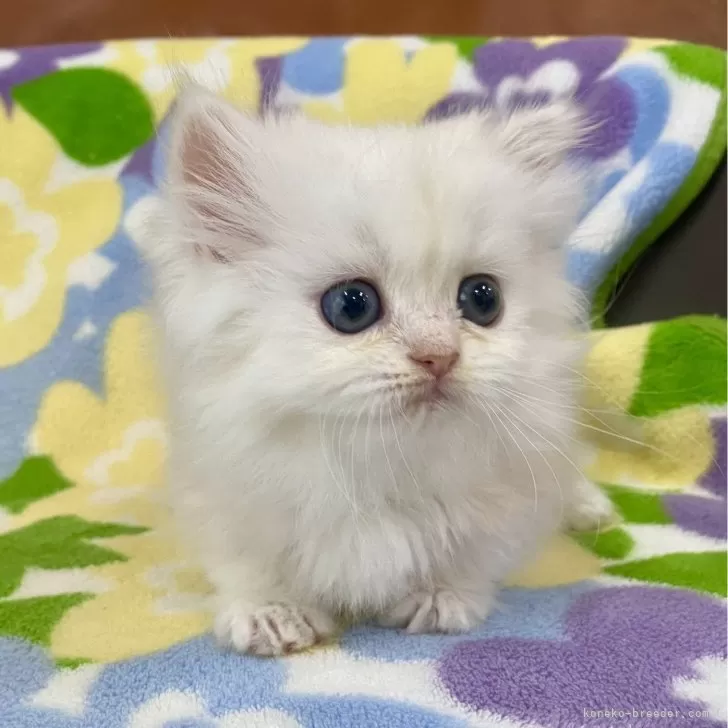 ID:2503-00724の子猫