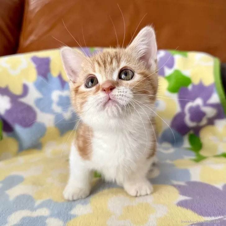 ID：2508-03184の子猫