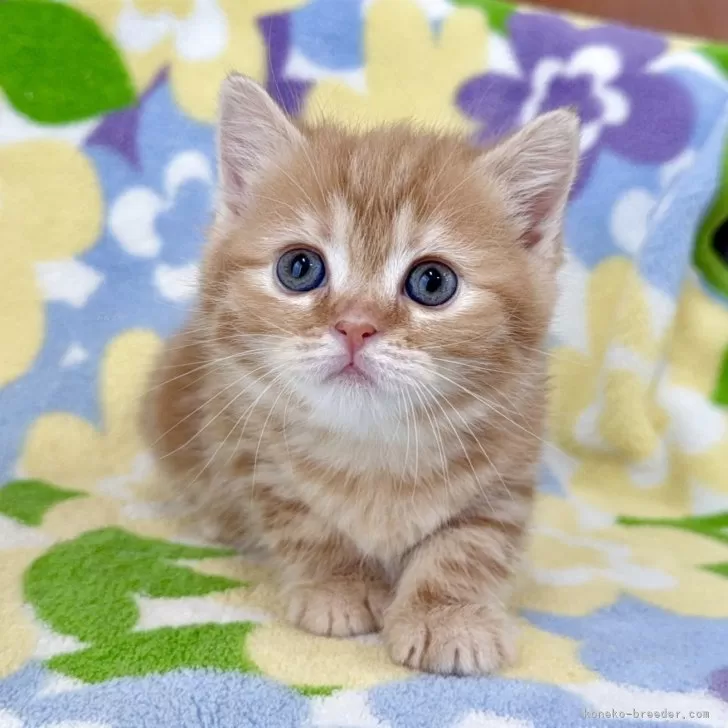 ID：2505-01326の子猫