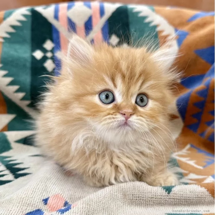 ID:2505-03041の子猫