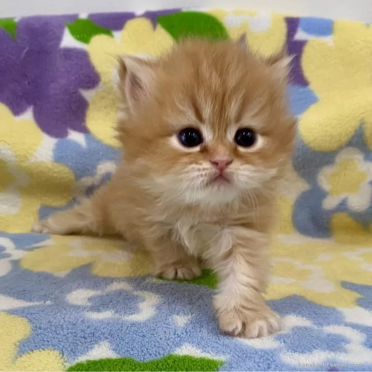 ID：2502-01384の子猫