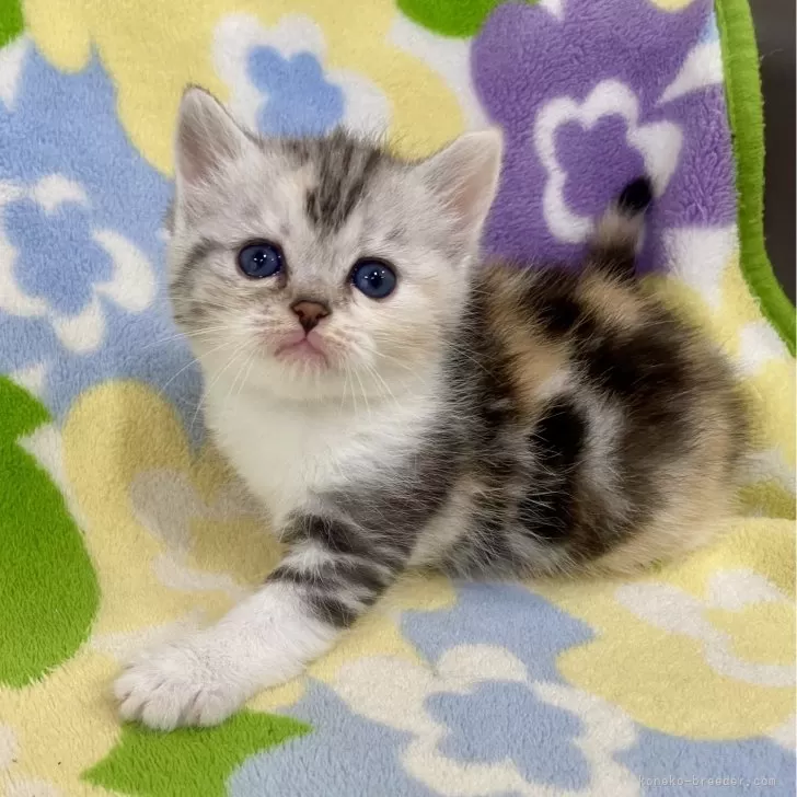 ID:2412-01780の子猫