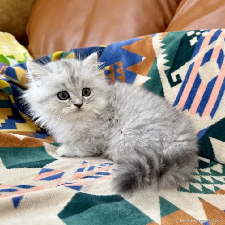 ID：2508-01421の子猫