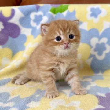 マンチカン(長足)【神奈川県・男の子・2025年8月27日・レッドタビー】の写真「足長・短毛予想・レッドタビー・男の子」