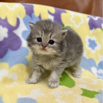 ペルシャ(チンチラ)【神奈川県・男の子・2025年9月15日・ブルーチンチラゴールデン（長毛）】の写真「ブルーチンチラゴールデン・男の子」