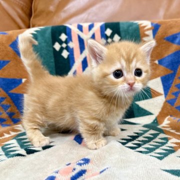 マンチカン(短足)【神奈川県・女の子・2025年11月29日・レッドタビー】の写真「短足・レッドタビー・女の子」