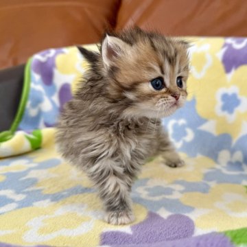 ミヌエット(長足)【神奈川県・女の子・2025年10月31日・ブラウンタビー（長毛）】の写真「足長・長毛・ブラウンタビー・女の子」