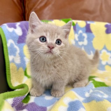 マンチカン(短足)【神奈川県・男の子・2025年10月2日・クリームタビー（短毛）】の写真「短足・短毛・クリームタビー・男の子」