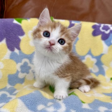 マンチカン(短足)【神奈川県・男の子・2025年10月2日・レッドタビー&ホワイト（短毛）】の写真「短足・短毛・レッドタビー＆ホワイト・男の子」