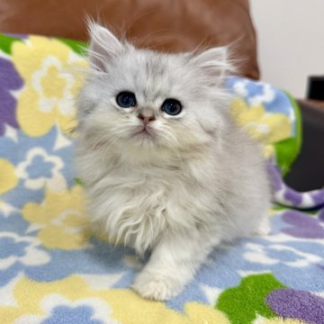 ペルシャ(チンチラ)【神奈川県・男の子・2025年9月15日・チンチラシルバー（長毛）】の写真「チンチラシルバー・男の子」
