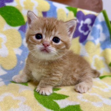 マンチカン(短足)【神奈川県・男の子・2025年11月30日・レッドタビー（短毛）】の写真「短足・短毛・レッドタビー・男の子」