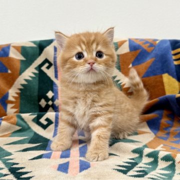 マンチカン(長足)【神奈川県・男の子・2025年8月27日・レッドタビー】の写真「足長・短毛・レッドタビー・男の子」