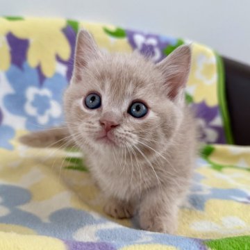 マンチカン(短足)【神奈川県・男の子・2025年10月2日・クリームタビー（短毛）】の写真「短足・短毛・クリームタビー・男の子」