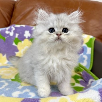 ペルシャ(チンチラ)【神奈川県・男の子・2025年9月15日・チンチラシルバー（長毛）】の写真「チンチラシルバー・男の子」