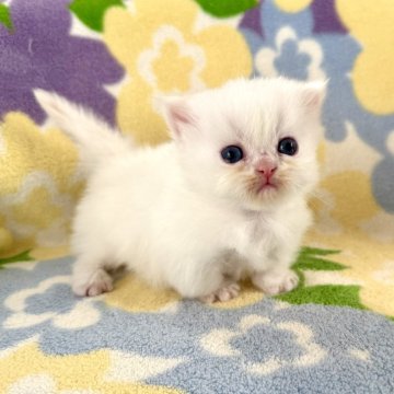 ミヌエット(短足)【神奈川県・男の子・2025年10月23日・ホワイト（長毛）】の写真「短足・長毛・ホワイト・男の子」