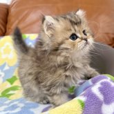 ペルシャ(チンチラ)