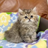 ペルシャ(チンチラ)