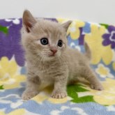 マンチカン(短足)