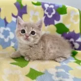 マンチカン(短足)