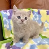 マンチカン(短足)