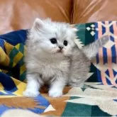 ペルシャ(チンチラ)
