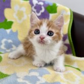 マンチカン(短足)