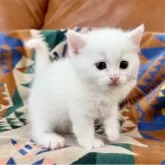 マンチカン(短足)