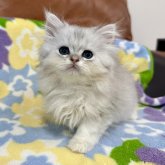 ペルシャ(チンチラ)