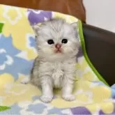 ペルシャ(チンチラ)