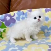 ミヌエット(長足)