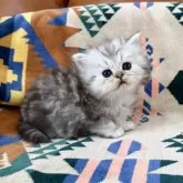 ペルシャ(チンチラ)