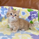 マンチカン(短足)