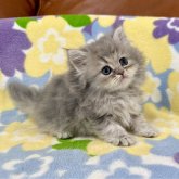 ペルシャ(チンチラ)