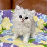 ペルシャ(チンチラ)