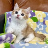 マンチカン(短足)