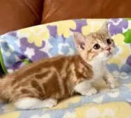 マンチカン(短足)【神奈川県・女の子・2025年8月5日・レッドタビー&ホワイト】の写真2