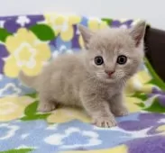 マンチカン(短足)【神奈川県・男の子・2025年10月2日・クリームタビー】の写真2