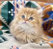 ミヌエット(短足)【神奈川県・男の子・2025年4月30日・レッドタビー】の写真3