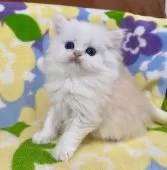 ミヌエット(長足)【神奈川県・男の子・2025年1月22日・クリームタビー】の写真3