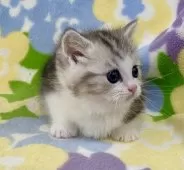 マンチカン(短足)【神奈川県・男の子・2024年12月1日・シルバータビー&ホワイト】の写真3