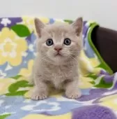 マンチカン(短足)【神奈川県・男の子・2025年10月2日・クリームタビー】の写真4