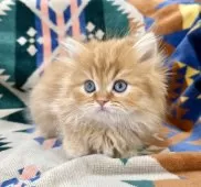 ミヌエット(短足)【神奈川県・男の子・2025年4月30日・レッドタビー】の写真4