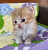 マンチカン(短足)【神奈川県・男の子・2025年1月8日・レッドタビー&ホワイト】の写真4