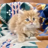 ミヌエット(短足)【神奈川県・男の子・2025年4月30日・レッドタビー】の写真5