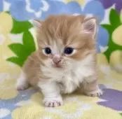 マンチカン(短足)【神奈川県・男の子・2025年1月8日・レッドタビー&ホワイト】の写真6