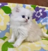 ミヌエット(長足)【神奈川県・男の子・2025年1月22日・クリームタビー】の写真6