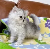 ミヌエット(長足)【神奈川県・女の子・2025年4月30日・シルバータビー】の写真6