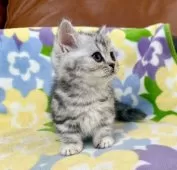 マンチカン(短足)【神奈川県・女の子・2025年4月28日・シルバータビー】の写真6