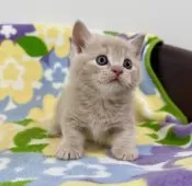 マンチカン(短足)【神奈川県・男の子・2025年10月2日・クリームタビー】の写真7