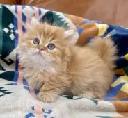 ミヌエット(短足)【神奈川県・男の子・2025年4月30日・レッドタビー】の写真7